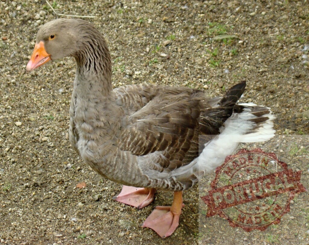 Domestic grey goose standing on gravel looking | Grey goose standing still on a farm or park ground in an outdoors setting - Realized with Pictrs.com