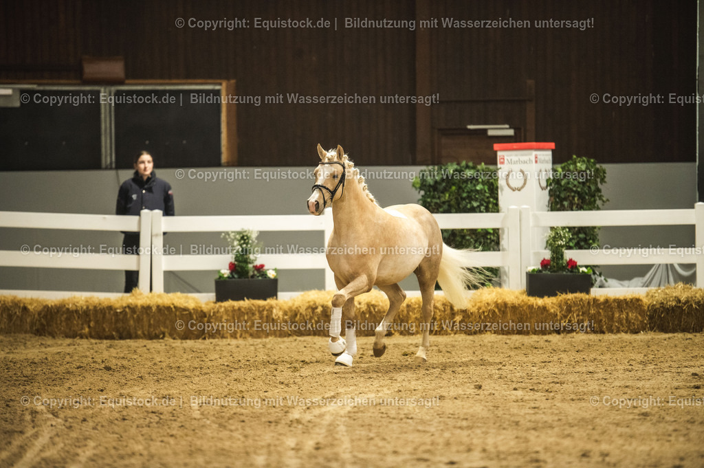 20240302_Hengstvorstellung_Marbach_TOMsPiC_0849 | equistock