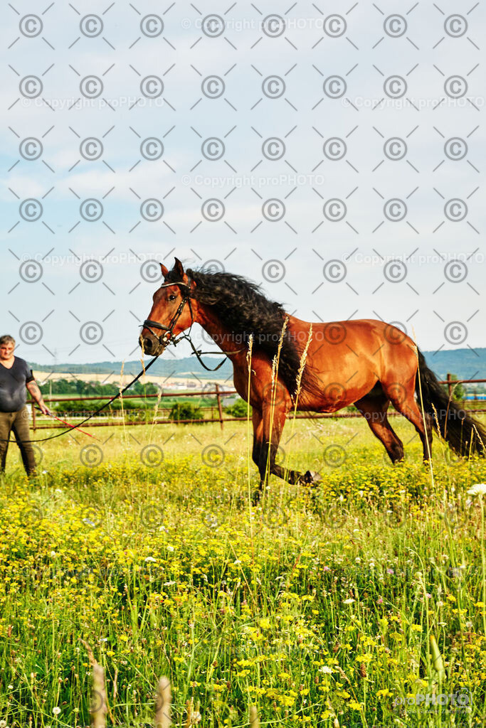 282_202406_Niki-Herodes_NZ9_0192 | proPHOTO - Realisiert mit Pictrs.com