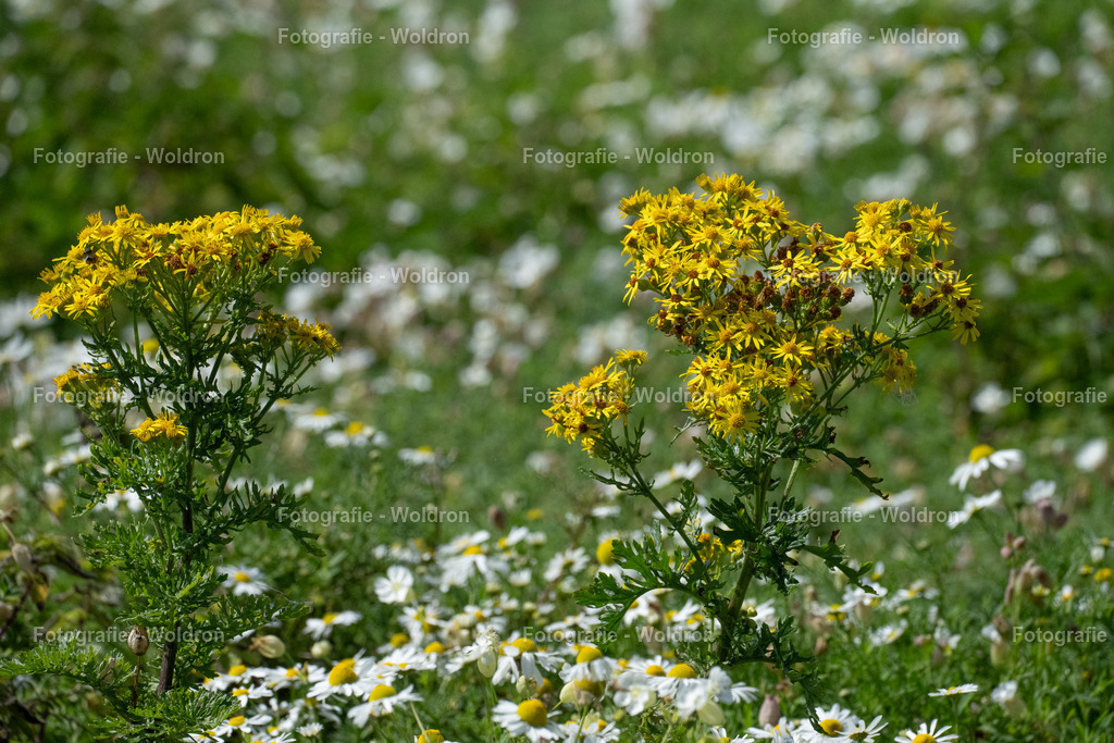 20230815 Isle of Sky - St.Andrews - Dundee-49 | Fotografie Woldron