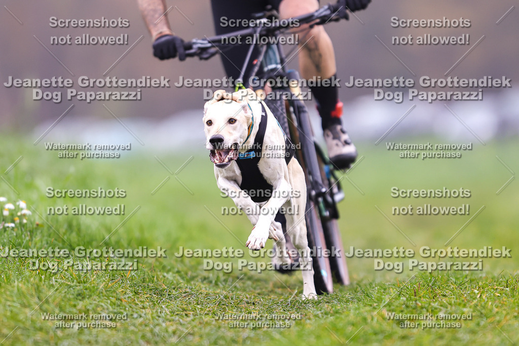 Dog Paparazzi - Visbeck 25 -139 | Dog Paparazzi Jeanette Grottendiek Fotografie & Videografie - Realisiert mit Pictrs.com