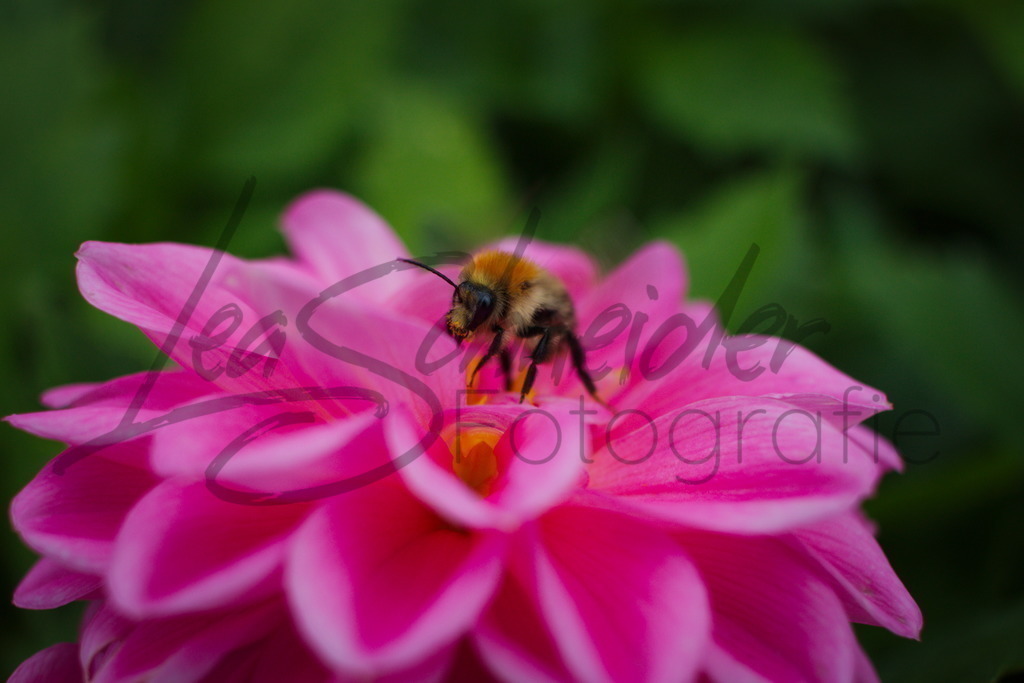 Natur & Tiere 2 | Biene auf einer Blüte. - Realisiert mit Pictrs.com