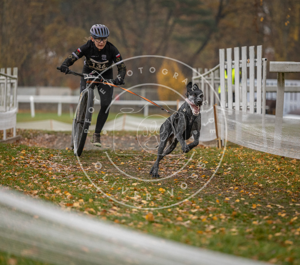 CaniXpix_DV3A7533 | Hundefotografie, Tierfotograf, Pfotenfotografie, Fotoshooting Hund, Hunde Portrait, Hundesport, Hundeportraits, Heideshooting, Hunde, Sportfotograf, Hundefotograf, Turnierhundsport, THS,  - Realisiert mit Pictrs.com