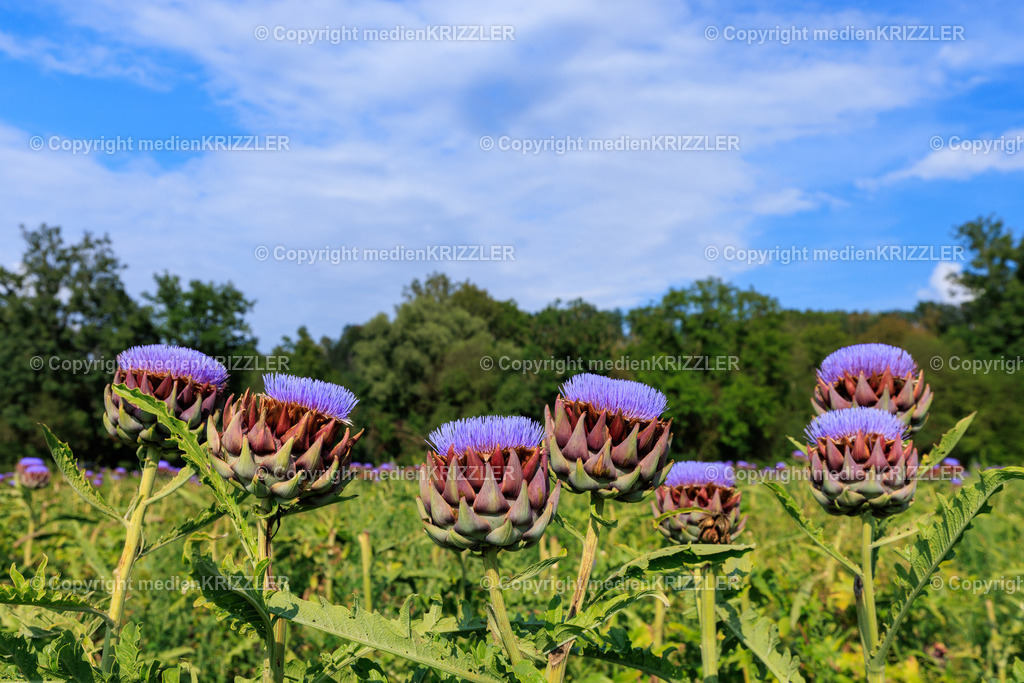 Artischocken | medienkrizzler - Realisiert mit Pictrs.com