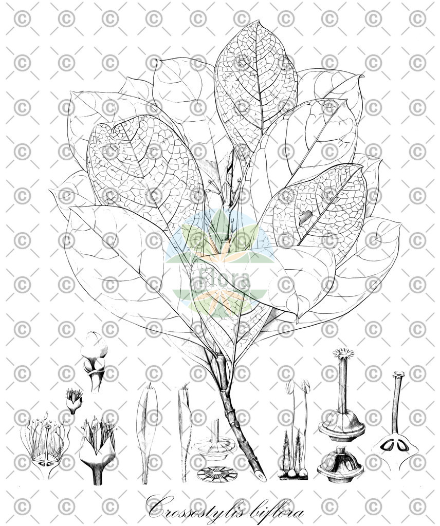HistAbb_wfo-0000644244_2_ENZY_Simple | Historische Abbildung von Crossostylis biflora - Rhizophoraceae | Historical Illustration of Crossostylis biflora - Rhizophoraceae