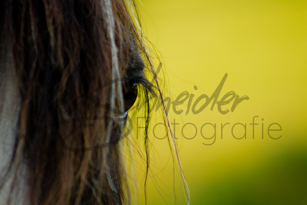 Natur & Tiere 1 | Detailfoto eines Pferdeauges. - Realisiert mit Pictrs.com