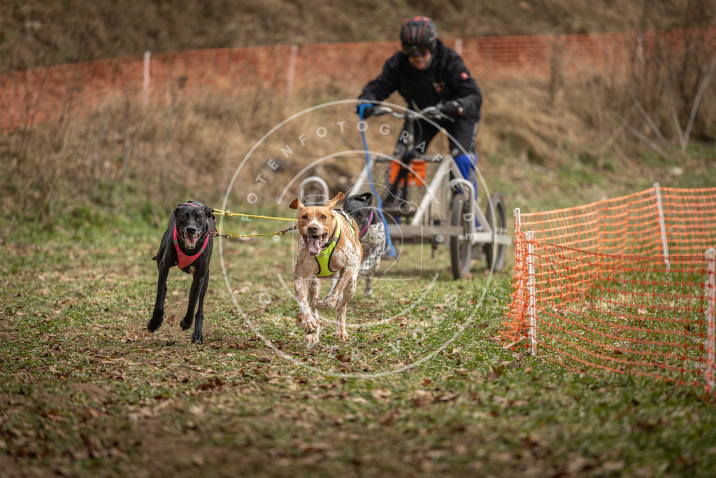 Pfotenfotografie_DV3A8219 | Hundefotografie, Tierfotograf, Pfotenfotografie, Fotoshooting Hund, Hunde Portrait, Hundesport, Hundeportraits, Heideshooting, Hunde, Sportfotograf, Hundefotograf, Turnierhundsport, THS,  - Realisiert mit Pictrs.com