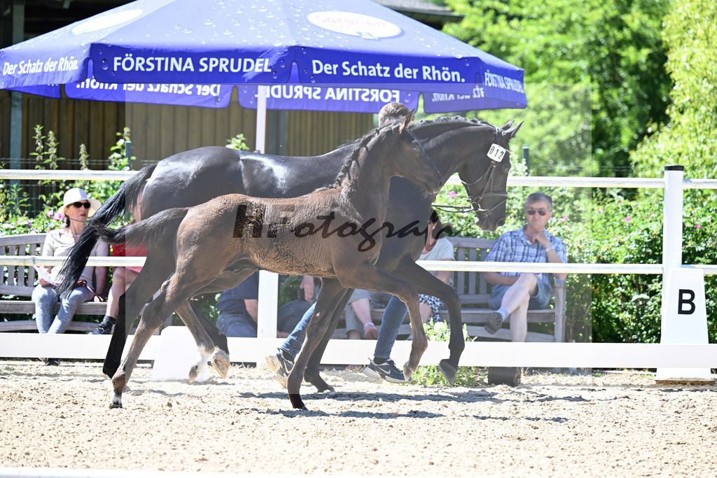 Kat-Nr. 12 Bon Courage x Negro_HF_Kohlweghof GbR_20250801 | hf-fotografie - Realizzato con Pictrs.com