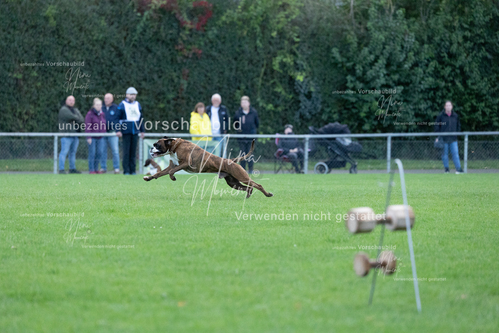 _16A4488 | Einzigartige Fotos von Hunden & Menschen –Actionfotos, Portraits, Vereinsaufnahmen & Paarshootings – authentisch, lebendig & mit Herz.