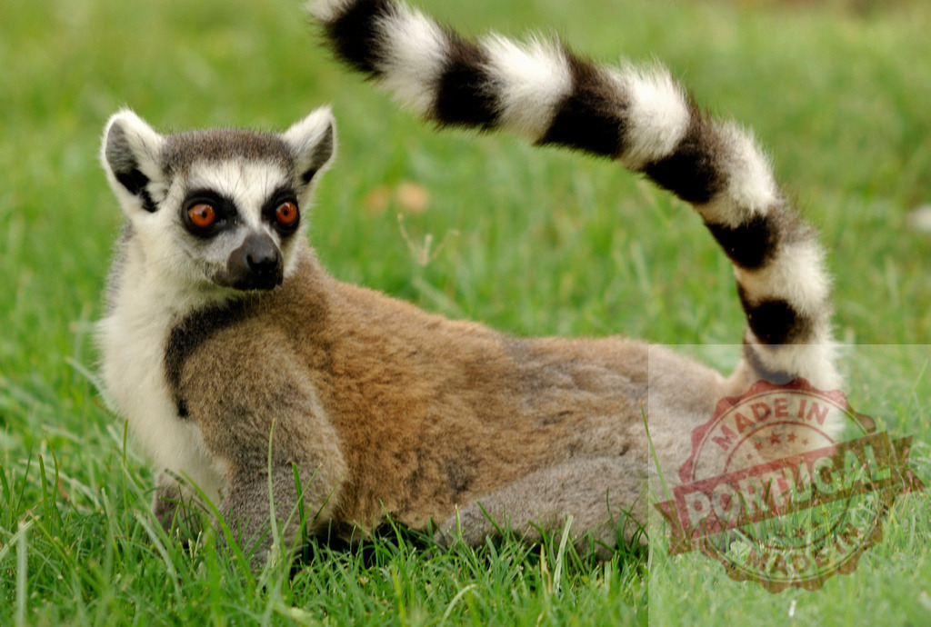 Ring-tailed lemur resting on green grass | Ring-tailed lemur lying on green grass, looking into the distance - Realized with Pictrs.com