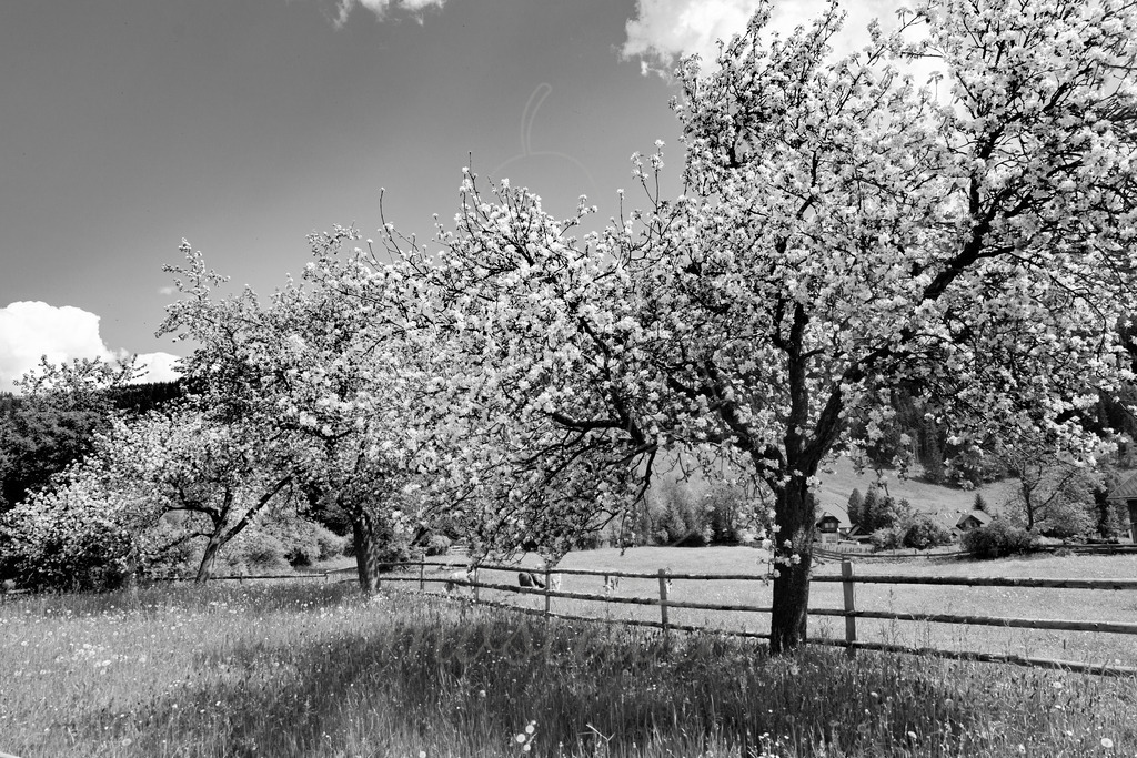 Gruben Baumblüte Frühling | Ihre Fotografin im Lungau, ihre Fotografin im Mostviertel, Wandbilder Onlineshop, Imagefotos für Ihr Unternehmen,  - Realisiert mit Pictrs.com