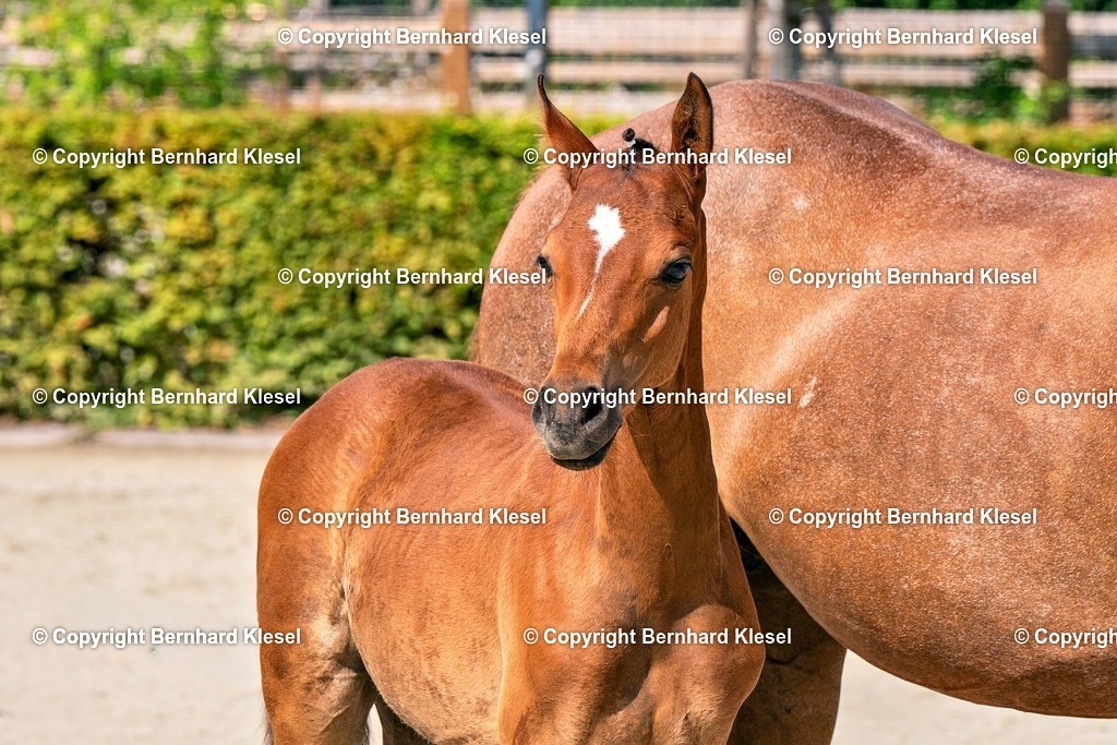 2A908649 | foto-team-bernhard - Realisiert mit Pictrs.com