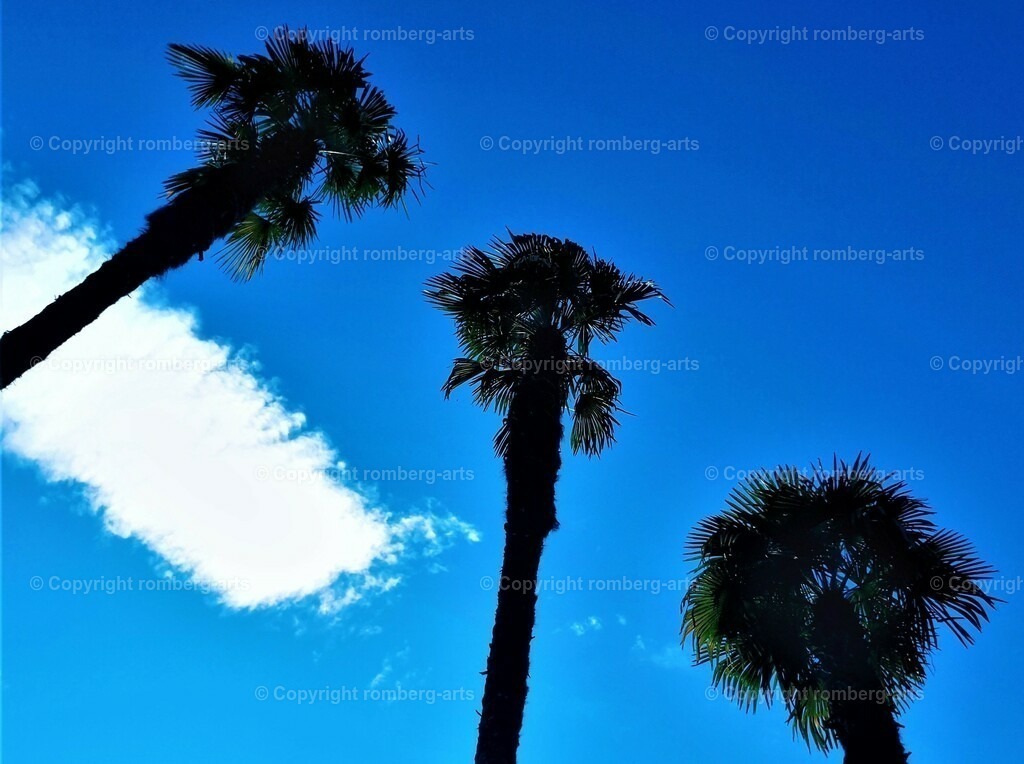Palmenhimmel | Plamen vor blauem Himmel mit Wolke, hoch aufragende Palmen vor Himmel, Palmen, Wolkenformation