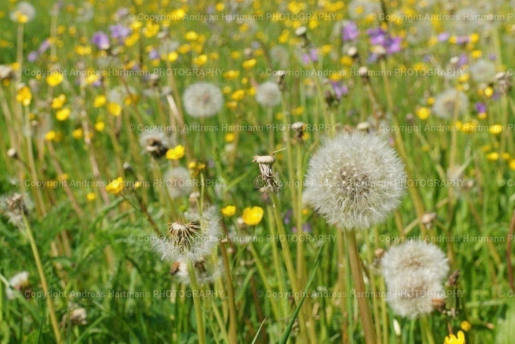 Frühlingsblumenwiese | Frühlingsblumenwiese - Realisiert mit Pictrs.com