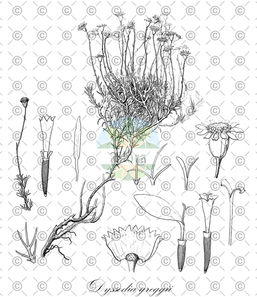 HistAbb_wfo-4000012849_1_ENZY_Simple | Historische Abbildung von Dyssodia greggii - | Historical Illustration of Dyssodia greggii - 