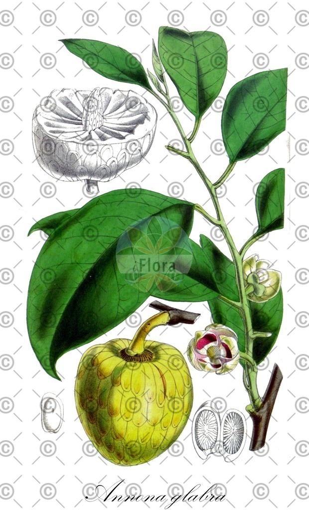 HistAbb_wfo-0000537770_2_ENZY_Simple | Historische Abbildung von Annona glabra - Annonaceae | Historical Illustration of Annona glabra - Annonaceae