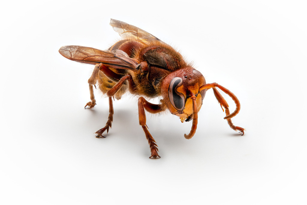 220904-Hornisse-3 | Schanz & Partner - Realisiert mit Pictrs.com