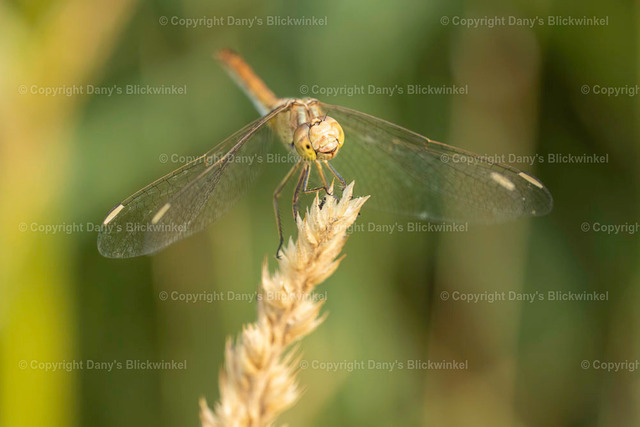 202238 | Tierfotografie, Tierkalender, Tierbilder, Insekten, Spinnen, Vögel, Schmetterling, Libellen, Leinwand, Colorkey, Qualität, Geschenkartikel, Geschenk - Realisiert mit Pictrs.com