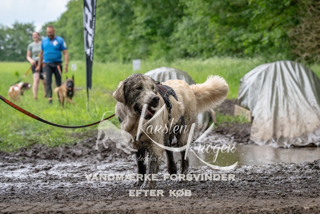 1641_ZZ94878 | kk-dogfotos