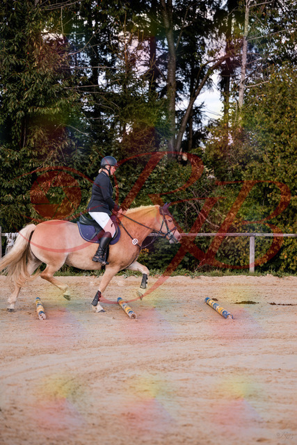 2026_10_03_Siefer-Hof_145226_Z81_31375214 | Professionelle Reitsport-, Turnier- und Eventfotografie von Robert Broda. Galerien mit ausgewählten und bearbeiteten Bildern direkt online ansehen und bestellen.