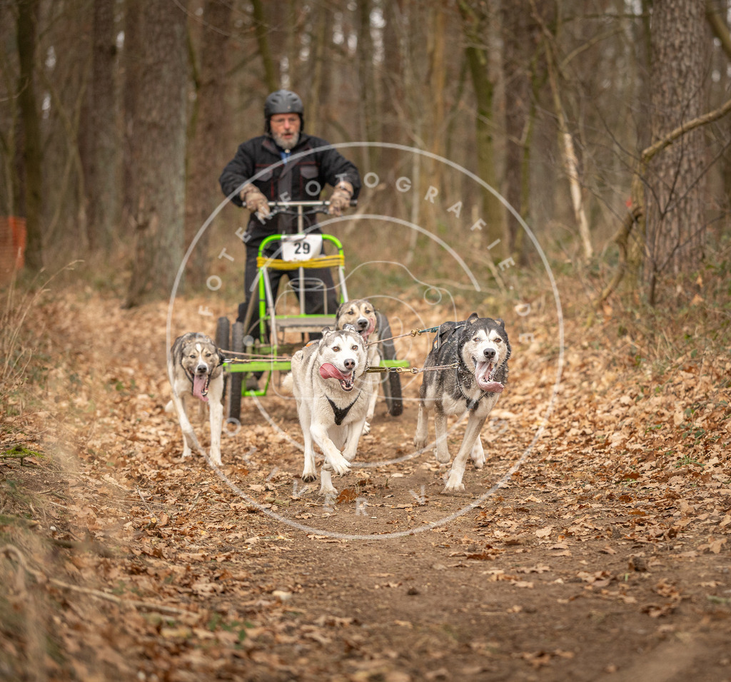Pfotenfotografie_DV3A8869 | Hundefotografie, Tierfotograf, Pfotenfotografie, Fotoshooting Hund, Hunde Portrait, Hundesport, Hundeportraits, Heideshooting, Hunde, Sportfotograf, Hundefotograf, Turnierhundsport, THS,  - Realisiert mit Pictrs.com