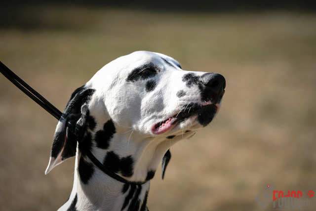Dalmatiner DZGD CDF in Hilden | Dalmatiner, Regionalgruppenausstellung DZGD / CDF) in Hilden. Richterin Margrit Martegani.  in Hilden  04.09.2022 Foto: Leo Wyden