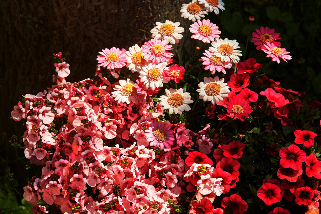 Blumentopf_4621 | Beegebilder online. 
BIldarchiv von Beege Fotodesign mit ausgewählten Werken, die sich besonders gut für die Dekoration Ihrer Räume oder Wände eignen. 