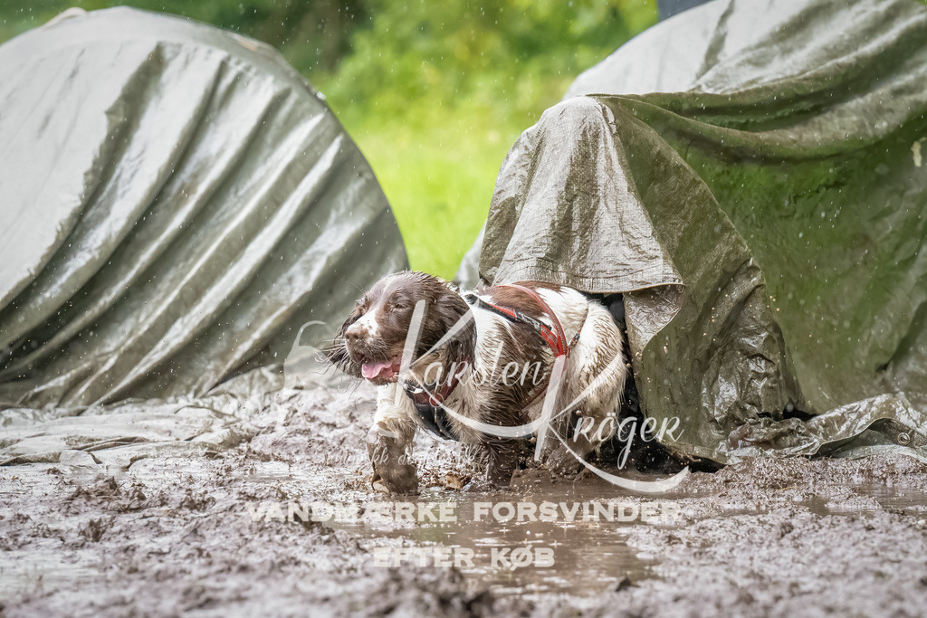 0938_ZZ91546-Bearbeitet | kk-dogfotos