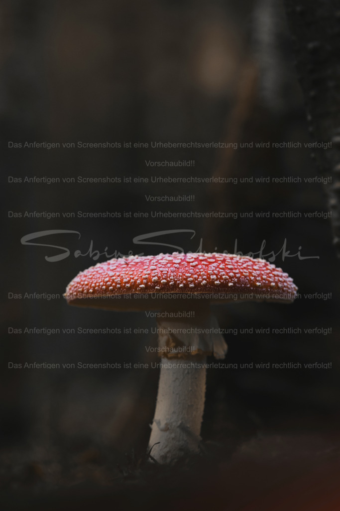 Where Hope Fades | Exklusive Naturfotografie für stilvolle Wanddekoration ★ Premium Wandbilder Made in Germany ✔️ FineArt Drucke & Downloads ✔️ Brillante Farben, höchste Qualität & weltweiter Versand ✔️ - Realisiert mit Pictrs.com