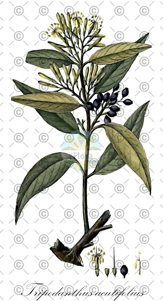 HistAbb_EMP_7180_1_SIMPLE | Historische Abbildung von Tripodanthus acutifolius - Loranthaceae | Historical Illustration of Tripodanthus acutifolius - Loranthaceae