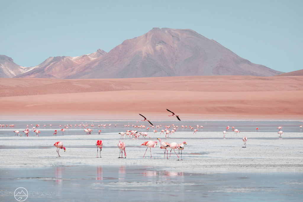 Flamingos an der Lagune | Sie fasziniert die Schweizer Natur und Bergwelt genau so wie mich? Auf www.steg-fotografie.ch findest du sicher ein passendes Bild von Landschaften, Tieren oder dem Nachthimmel für deine Wohnung. Jetzt als Wandbild, Abzug, Karte oder Download bestellen. - Realisiert mit Pictrs.com