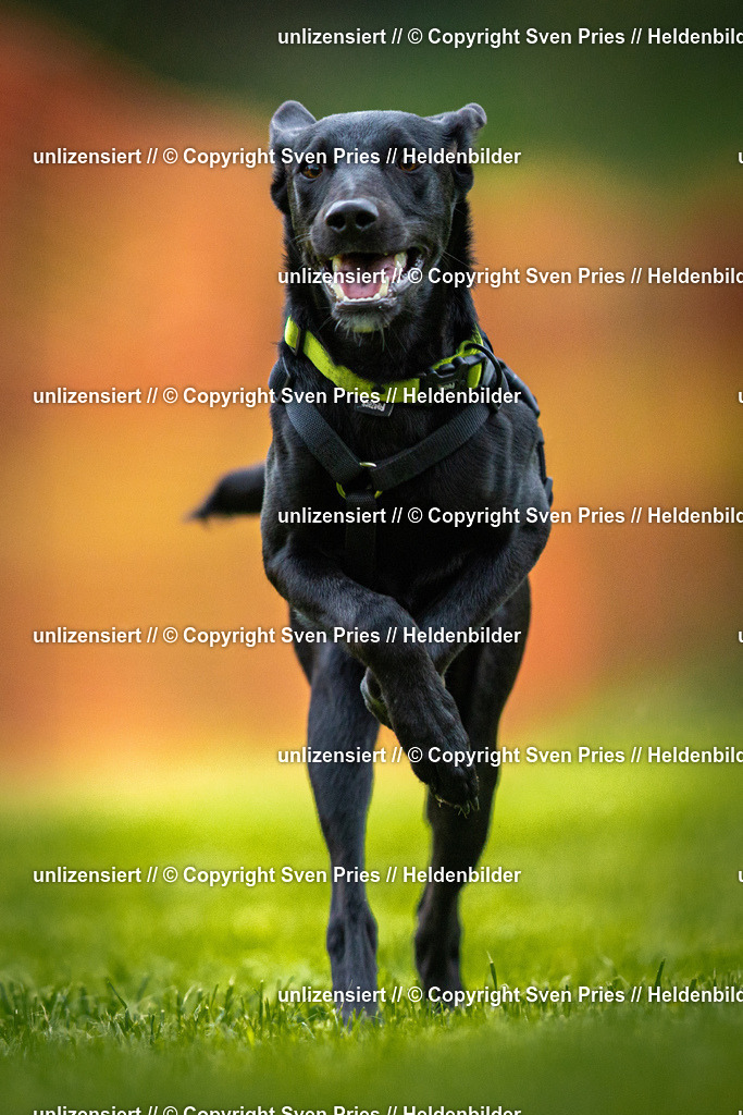 Sven Pries | 2025-09-21 - Hunderennen Baden-Oos - Realisiert mit Pictrs.com