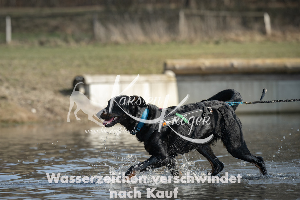 1305_ZZ94552 | kk-dogfotos