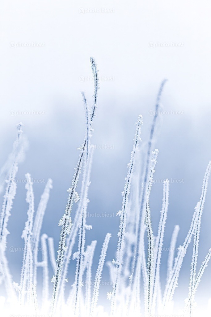 Fangarme aus Eis | Eine winterliche Wiese. - Realisiert mit Pictrs.com