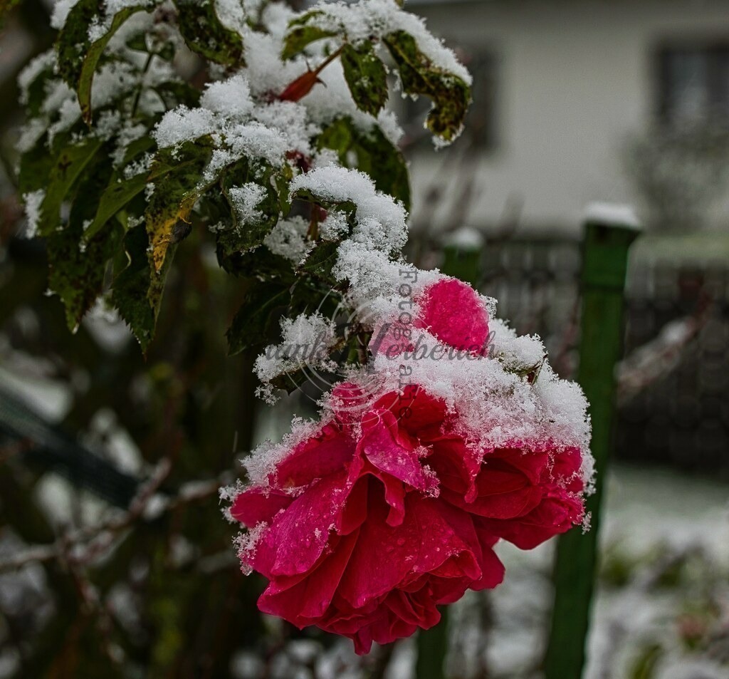 2022_11_19_5937 | Frank Herberich Fotografie, Frank Herberich, Fotografie, Hochzeit, Portrait, St. Peter Ording, Ording, Westerhever, Nordsee, Frank Fotografie, Hardheim,  Odenwald,Walldürn, Band,Eventfotografie - Realisiert mit Pictrs.com
