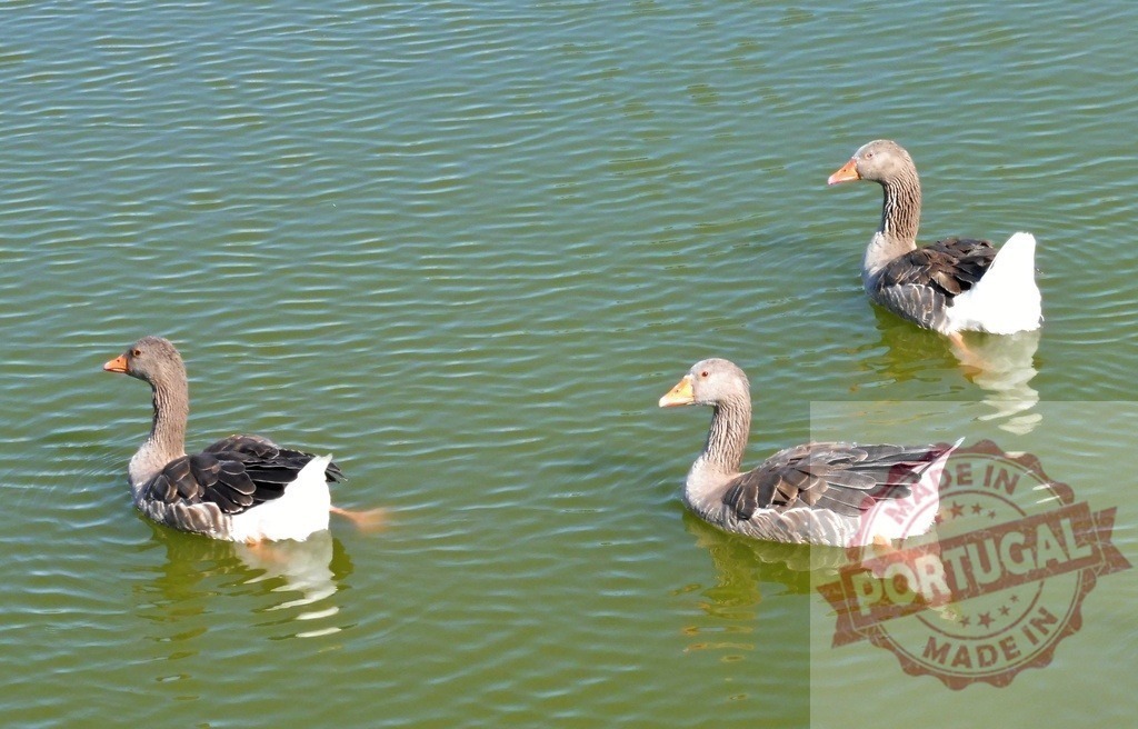 Three greylag geese swimming on tranquil pond water | Three domestic geese swimming peacefully on a green pond surface during daytime - Realisiert mit Pictrs.com