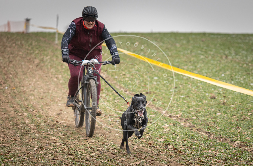 Pfotenfotografie_DV3A2909 | Hundefotografie, Tierfotograf, Pfotenfotografie, Fotoshooting Hund, Hunde Portrait, Hundesport, Hundeportraits, Heideshooting, Hunde, Sportfotograf, Hundefotograf, Turnierhundsport, THS,  - Realisiert mit Pictrs.com