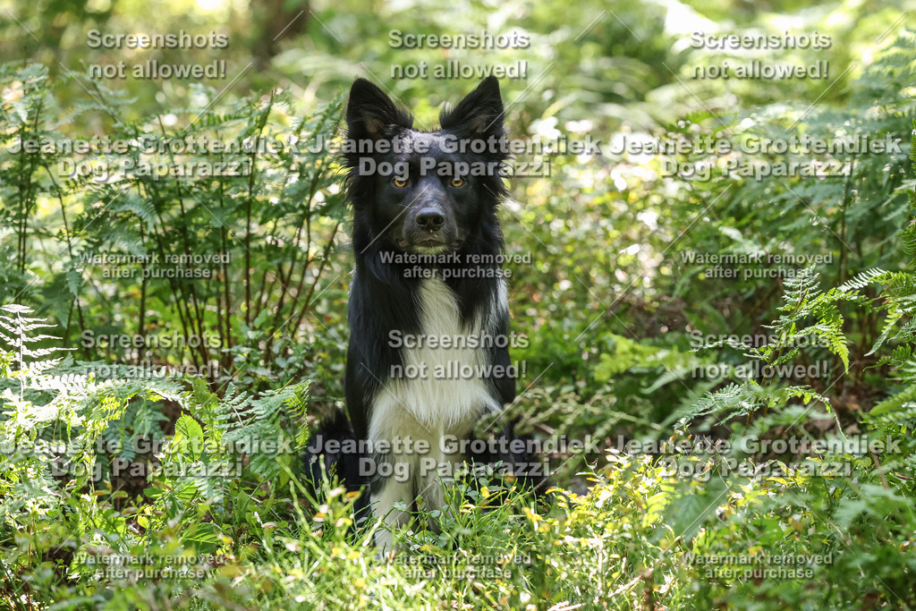 Dog Paparazzi -  Agiltiy Greffen 0826-1182 | Dog Paparazzi Jeanette Grottendiek Fotografie & Videografie - Realisiert mit Pictrs.com