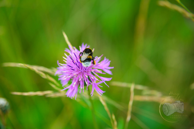 _DSC1398 | Shop für Prints Landschaftsfotografie Sächsische Schweiz Naturfotografie in Thüringen Fotos vom Findlingspark Nochten Kloster Sankt Marienstern Bilder Festung Königstein PanoramaRhododendronpark Kromlau FotogalerSchleswig-Holstein Küstenlandschaften