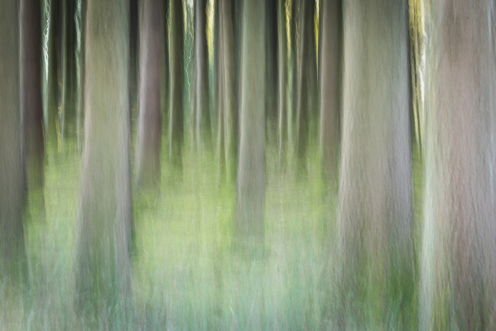 Mitzieher | Ein Mitzieher im Wald