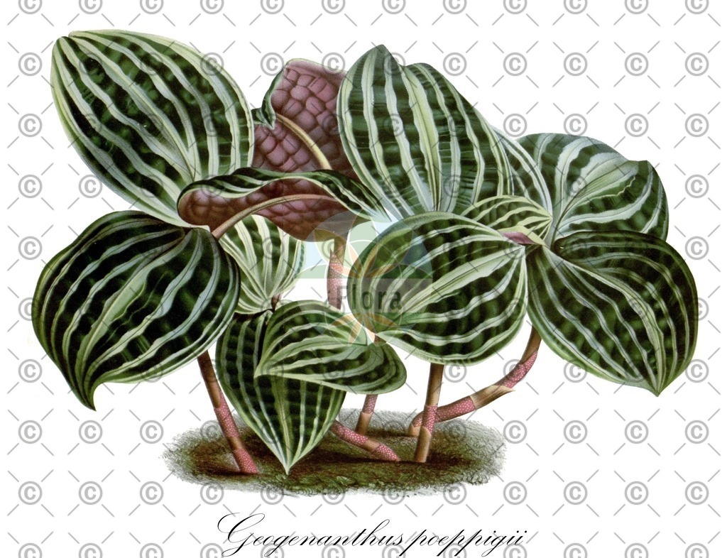 HistAbb_wfo-0000972069_1_ENZY_Simple | Historische Abbildung von Geogenanthus poeppigii - Commelinaceae | Historical Illustration of Geogenanthus poeppigii - Commelinaceae