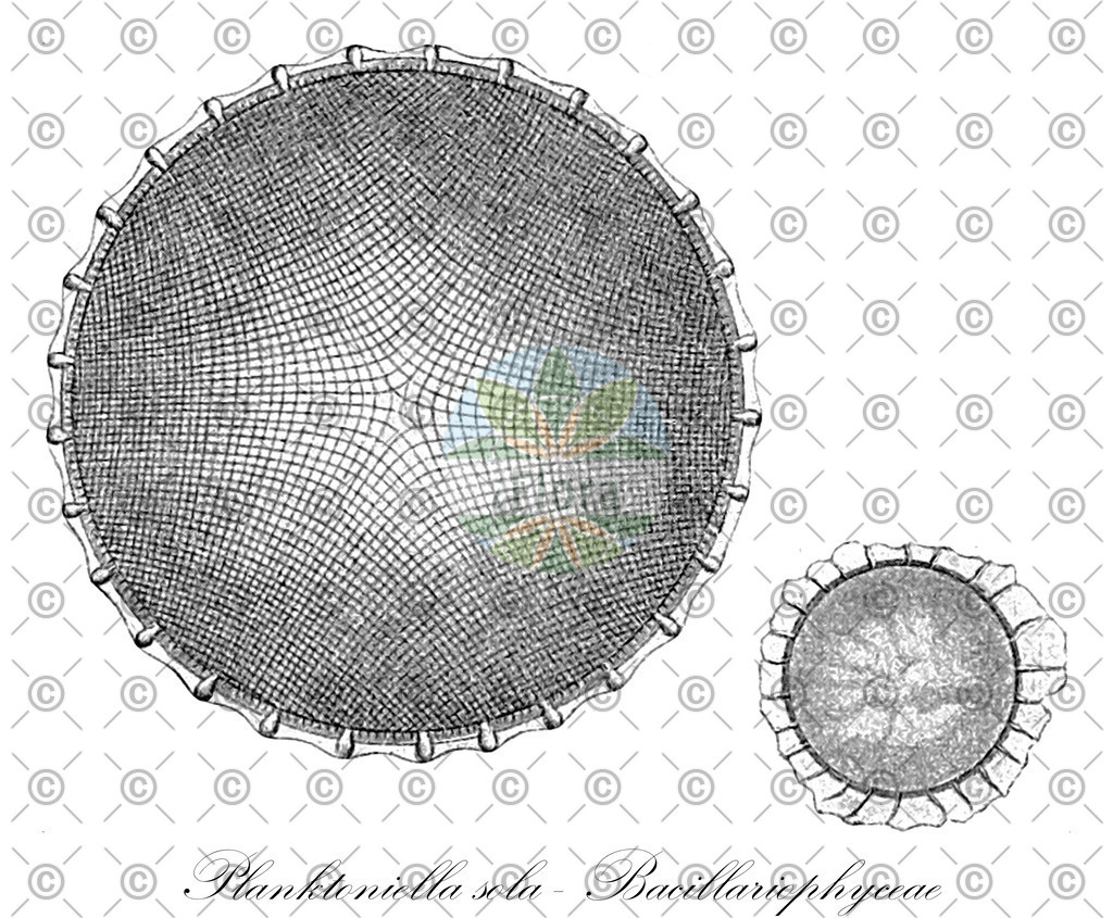 HistAbb_4333_1_FLORAD_SIMPLE | Historische Abbildung von Planktoniella sola - Bacillariophyceae - | Historical Illustration of Planktoniella sola - Bacillariophyceae - 