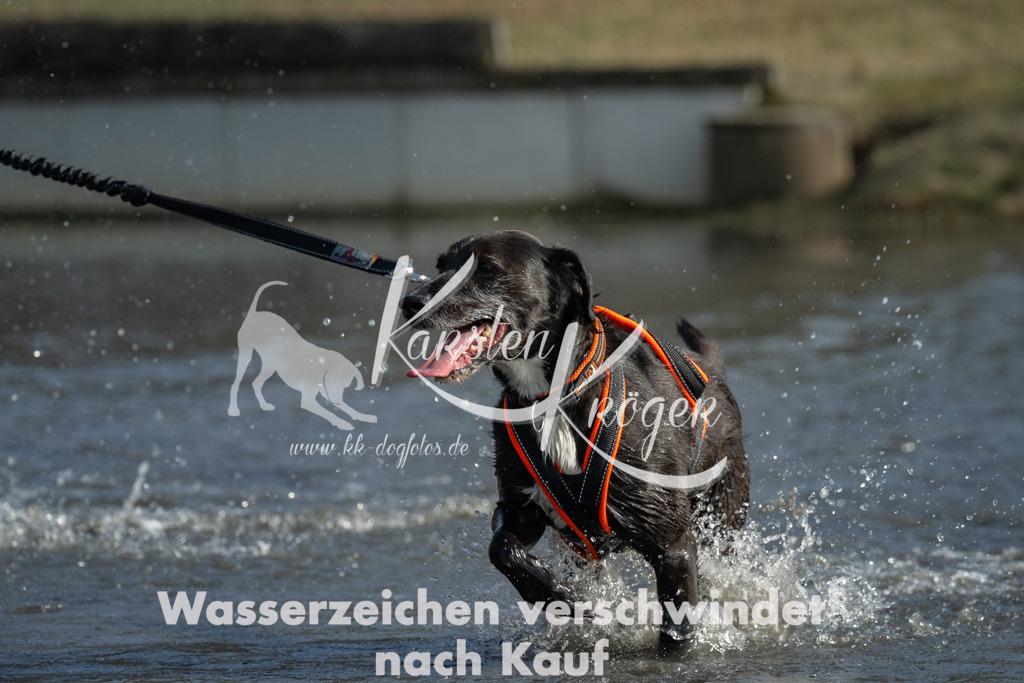 1405_ZZ99778 | kk-dogfotos