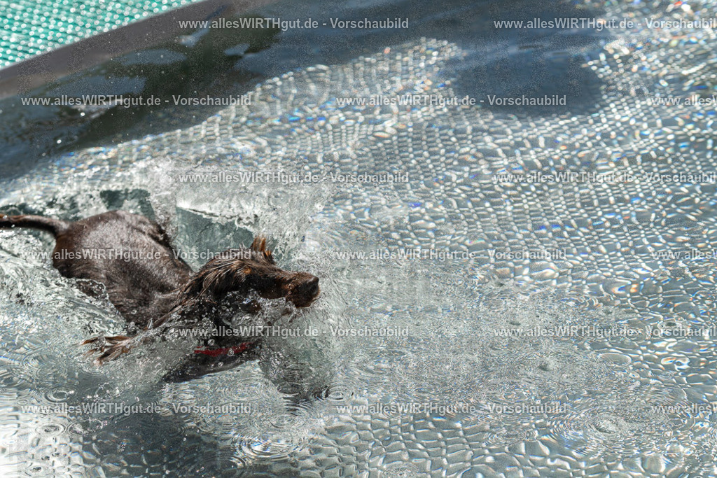 Hundeschwimmen_Volksbad_2026-allesWIRTHgut_Tierfotografie-2609061335-FAY06790 | Professionelle Tierfotografie in Mönchengladbach von Daniel Wirth (allesWIRTHgut). Liebevolle & natürliche Bilder von Hunden & Katzen für unvergessliche Erinnerungen.