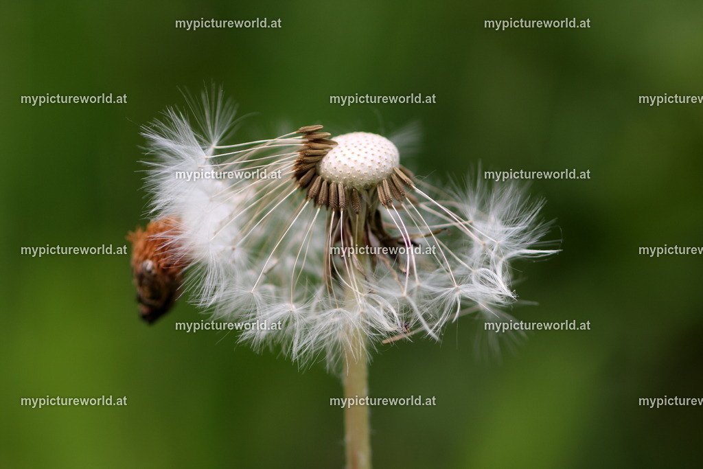 Gewöhnlicher Löwenzahn-002 | Das Bilderarchiv über Tiere, Planzen und Landschaften. In der Bilddatenbank finden Sie ein große Auswahl an hochwertigen Bilder für Ihre Werbung - Realized with Pictrs.com