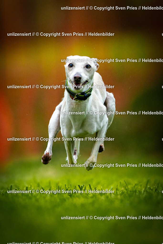 Sven Pries | 2025-09-21 - Hunderennen Baden-Oos - Realisiert mit Pictrs.com