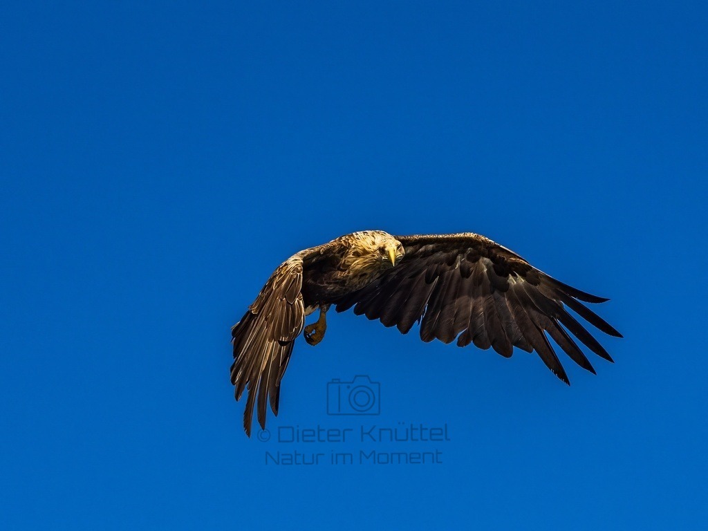 P1001599-LR-topaz-enhance | Natur im Moment - Realisiert mit Pictrs.com