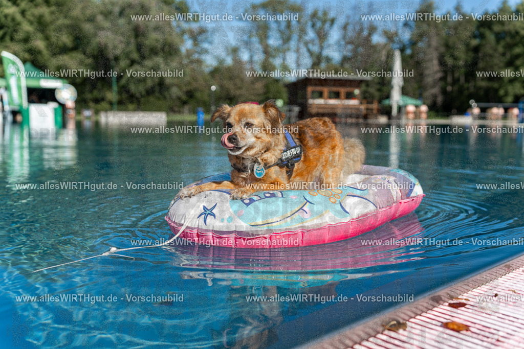 Hundeschwimmen_Volksbad_2026-allesWIRTHgut_Tierfotografie-2609061049-095915-7R509265 | Professionelle Tierfotografie in Mönchengladbach von Daniel Wirth (allesWIRTHgut). Liebevolle & natürliche Bilder von Hunden & Katzen für unvergessliche Erinnerungen.