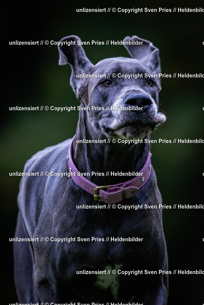 Sven Pries | 2024-10-19 - Hunderennen Ober-Grombach - Realisiert mit Pictrs.com