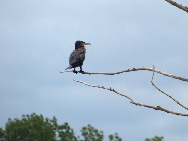 Kormoran am Süßen See | Verkauf von Fotos und  Videoclips zumThema Natur.Motive sind Pflanzen, Tiere, Landschaftenund Wetter